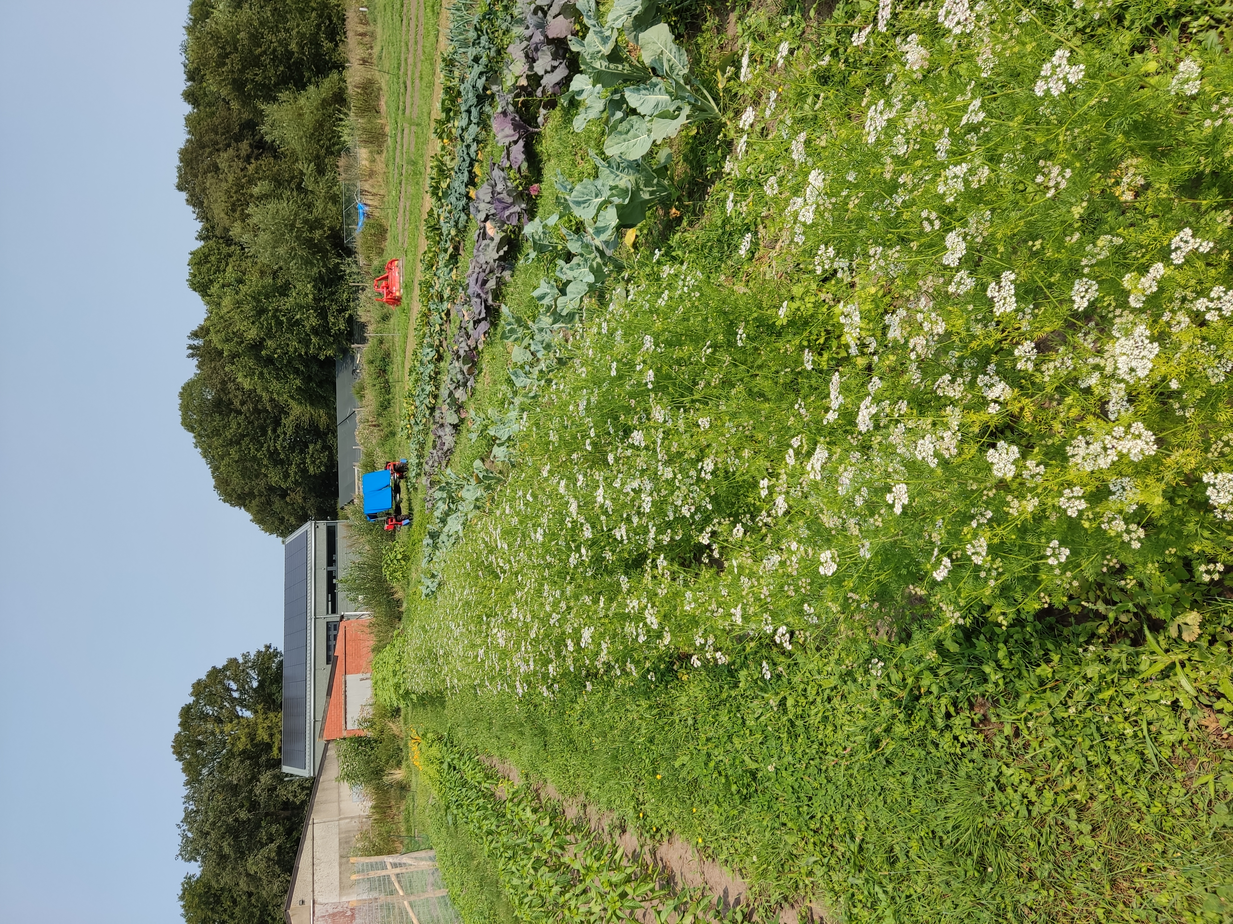 Regenboogveld met rijen groenten